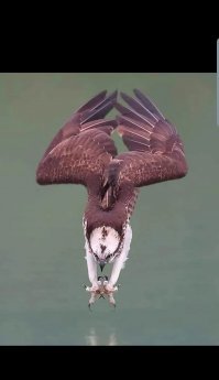 Истребитель бурундуков :)