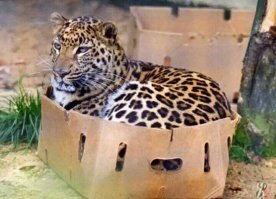 Причём у всех котов