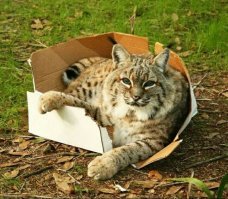 Причём у всех котов