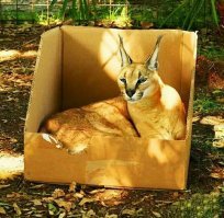 Причём у всех котов