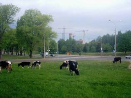 Минск, 2006 год, подъёмные краны - строительство Национальной Библиотеки.