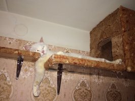 Я тоже в одной из комнат замутил, два домика и полочки для бега по периметру комнаты. На косяке двери набил ковролина, чтоб карабкаться наверх могли.