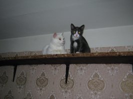 Я тоже в одной из комнат замутил, два домика и полочки для бега по периметру комнаты. На косяке двери набил ковролина, чтоб карабкаться наверх могли.