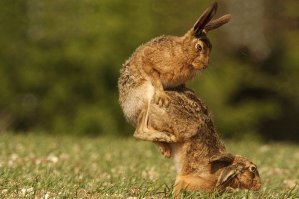 Австрийский фотограф  делает крутые снимки милых диких животных 