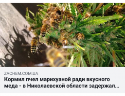 правильные пчёлы