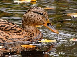 Потрясающе! Животных фотографировать очень трудно. Особенно мелких.
Понятно, что половина снимков постановочные. Ну с какого перепугу белка или суслик начнут нюхать цветочки :)
Но вот уговорить их нюхать цветы - это высшее мастерство!!!
У меня животных уговорить не получилось :)