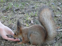 Потрясающе! Животных фотографировать очень трудно. Особенно мелких.
Понятно, что половина снимков постановочные. Ну с какого перепугу белка или суслик начнут нюхать цветочки :)
Но вот уговорить их нюхать цветы - это высшее мастерство!!!
У меня животных уговорить не получилось :)