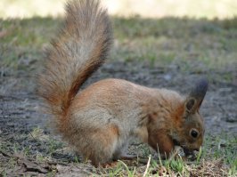 Потрясающе! Животных фотографировать очень трудно. Особенно мелких.
Понятно, что половина снимков постановочные. Ну с какого перепугу белка или суслик начнут нюхать цветочки :)
Но вот уговорить их нюхать цветы - это высшее мастерство!!!
У меня животных уговорить не получилось :)