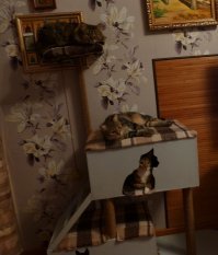 Я построил кошкам дом, интерес он вызывал не больше двух недель.