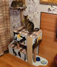 Я построил кошкам дом, интерес он вызывал не больше двух недель.