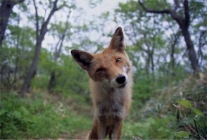 Второе сердце мужчины. 6 мифов о простатите, зимней рыбалке и воздержании