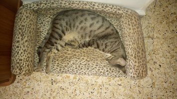 Я сделала своим котам диванчик,в каждой комнате есть корзинки,но самое любимое место-это коробка на кухне)))