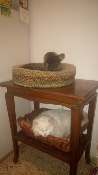 Я сделала своим котам диванчик,в каждой комнате есть корзинки,но самое любимое место-это коробка на кухне)))