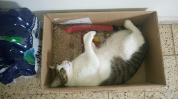 Я сделала своим котам диванчик,в каждой комнате есть корзинки,но самое любимое место-это коробка на кухне)))