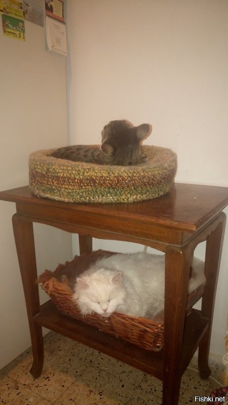 Я сделала своим котам диванчик,в каждой комнате есть корзинки,но самое любимое место-это коробка на кухне)))
