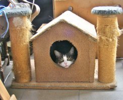 Моя выдержала лишь пару дней в таком доме. А всё закончилось поселением в корзине...