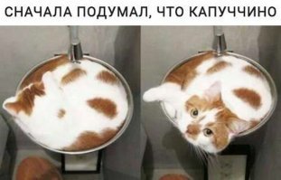 а оказалось котэчино