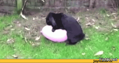 Кролики в интимном плане ладят со всеми, хоть с кошкой, хоть с воздушным шариком. Припрёт - и с зайчихой поладят.