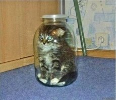 залить спиртом,принимать по 2 ложки до еды.