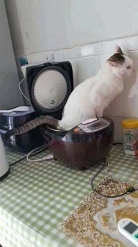 Отдам котика. К горшку приучен.