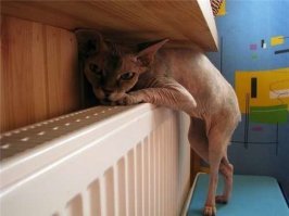 Учёные доказали лечебные свойства кошек