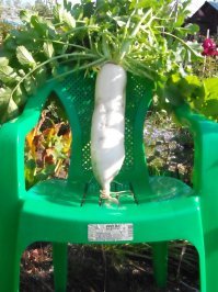 Вот супруге семена дайкона заказывал получили больше чем хотели