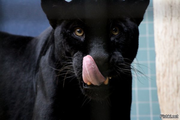 Ягуар напал на посетительницу зоопарка, пытавшуюся сделать селфи