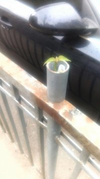 Прошлым летом были на отдыхе примерно 2 месяца когда приехали домой на кухне в раковине из слива росла фасоль причем давлено таки большая :)