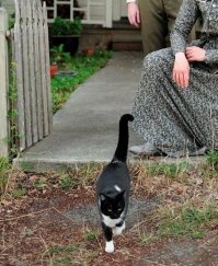 Котэ знает, что он живет в Викторианской эпохе?