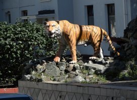 Автор, фото тигра неудачное, зал%пы не видно (а она там реально есть и одно время красным была покрашена). В первый раз когда увидел в башке была только одна мысль - "Вот долбо%бы!"))) По климату, ну в общем все так, но сильно зависит от ветра. Дует южняк - зимой будет пасмурно, но темпер плюсовой, если северный наоборот. По лету, Весь июнь дожди и морось, к гадалке не ходи, в июле уже выравнивается, август - пекло, сентябрь - как вполне себе лето. И эта, в черте города купаются только пьяные, еб%нутые, бабки которым терять нечего и приезжие на пару с люмпенами. Уважающий себя местный в эти помои не полезет. Минимум на Шамору поедет. Да и она тоже не особо в тренде. Андреевка, Шепалово, Окуневка - это да, но море может быть холодным, от течения зависит, заранее не угадаешь. Хотя это скорее мы тут подзажрались на счет пляжей. Ну сам посуди, летом в пятницу после работы вполне себе можно сходить на местный пляж (купаться не полезу, мне эстетический вид больше важен) взять с собой алкашки, мяса+мангал одноразовый или креветок. Прикинь еще и разницу в часовых поясах, я то уже отработал и на расслабоне, можно и москвичей побесить фотками, которым еще пол дня шпарить в офисе)))