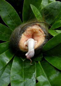 ну раз уж пост про странные снимки, вот вам снимок странного цветка: