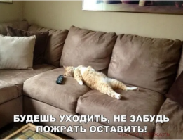 15 животных, которые не слишком жалуют девушек