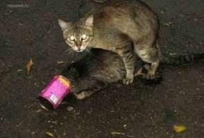 15 животных, которые не слишком жалуют девушек