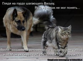 Прикольные и смешные картинки