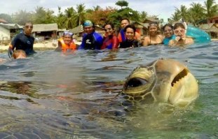 черепаха тут как раз органична.