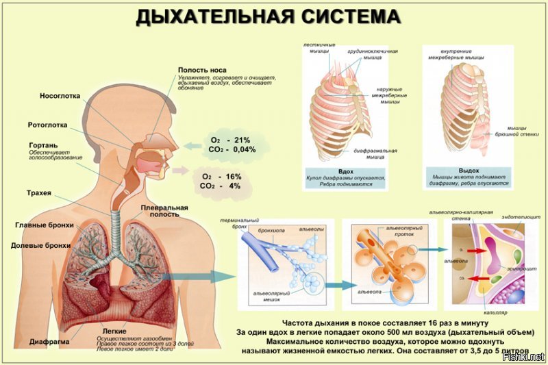 Как раз таки увеличивает.......

Сальбутамо л (2-трет-Бутиламино-1-(4-окси-3-оксиметил-фенил)-этанол)   бронхорасширяющий препарат из группы селективных агонистов β2-адренорецепторов.

Действует быстро, в связи с чем применяется для купирования приступов бронхиальной астмы, хронической обструктивной болезни лёгких, а также при хроническом бронхите.

Фармакологическое действие
Бронхорасширяющее средство, в лечебных дозах стимулирует β2-адренорецепторы бронхов, кровеносных сосудов и мышц матки. Практически не оказывает действия на β1-адренорецепторы сердца.

Затрудняет высвобождение из тучных клеток гистамина, лейкотриенов, PgD2 и других биологически активных веществ в течение длительного времени. Подавляет раннюю и позднюю реактивность бронхов. Предупреждает и купирует спазмы бронхов, снижает сопротивление в дыхательных путях, увеличивает ЖЕЛ.

Жизненная ёмкость лёгких (ЖЁЛ)   максимальное количество воздуха, которое может быть набрано в лёгкие после максимально полного выдоха. На практике измеряется с помощью спирометра как максимальный объем воздуха, который человек может выдохнуть после самого глубокого вдоха.

Жизненная ёмкость лёгких - это сумма трех объемов:

дыхательный объём   объём выдоха-вдоха при спокойном дыхании, составляет около 500 см ;
резервный объём вдоха   объём дополнительного вдоха, после спокойного вдоха составляет около 1500 см ;
резервный объём выдоха   объём дополнительного выдоха, после спокойного выдоха составляет около 1500 см .
Таким образом, средняя жизненная ёмкость легких взрослого человека   около 3500 см . У спортсменов она больше обычно на 1000 1500 см , а у пловцов может достигать 6200 см . При большой жизненной ёмкости лёгкие лучше вентилируются, и организм получает больше кислорода. Жизненная емкость легких положительно коррелирует с ростом и отрицательно - с возрастом. У тучных людей жизненная ёмкость легких на 10 11 % меньше, поэтому у них обмен газов в лёгких понижен.