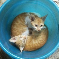 Прикольные и смешные картинки