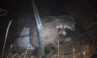 Не, енота за то, что колеса скручивал с колясок, в КПЗ посадили.