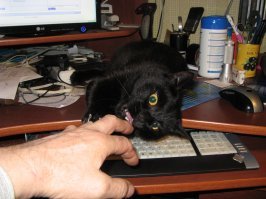 Правила кошачьего этикета