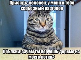 Правила кошачьего этикета