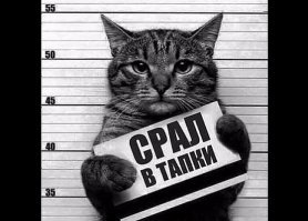 Правила кошачьего этикета