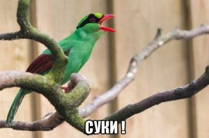 Брянский Россельхознадзор уничтожил 600 кг замороженных…сверчков