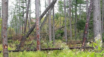 Да, древнейшее правило Техники безопасности - не ходить под надломленными деревьями !