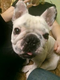 Это моё чудовище )) Кстати да, и пердит и храпит...