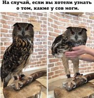 Скрины из социальных сетей