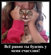 Образ кошки в демотиваторах