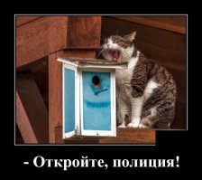 Образ кошки в демотиваторах