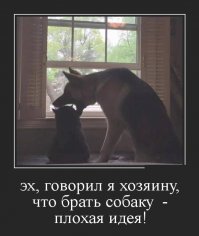Образ кошки в демотиваторах