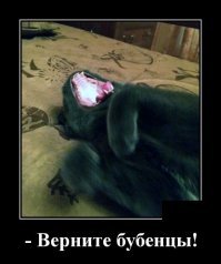 Образ кошки в демотиваторах