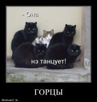 Образ кошки в демотиваторах